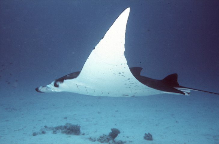 Manta-ray